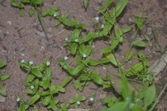 Lindernia ciliata
